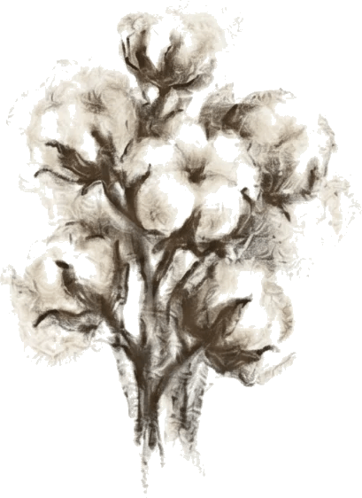 Regenerative Cotton